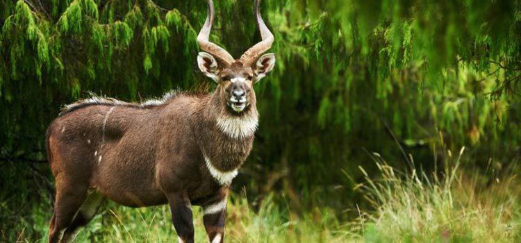 Bale Mountains Trekking
