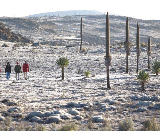 Bale Mountains Hiking